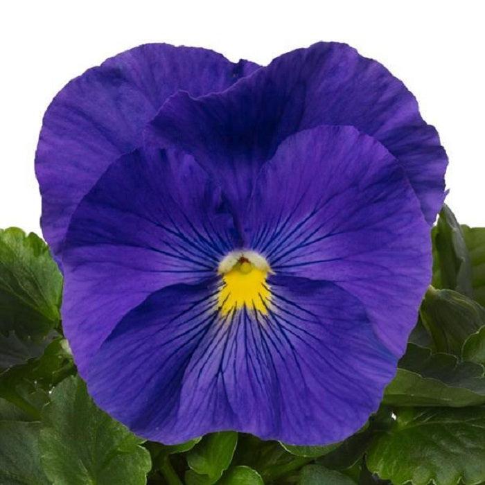Pansy Delta Pro Clear True Blue - View 3 from www redcrocus com