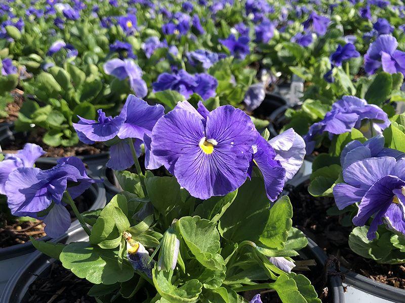 Pansy Delta Pro Clear True Blue - View 4 from www redcrocus com