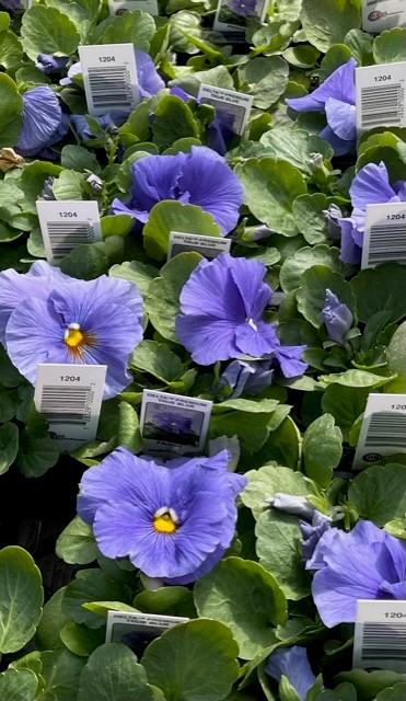 Pansy Delta Pro Clear True Blue - View 5 from www redcrocus com