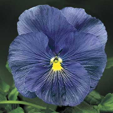 Pansy Delta Pro Clear True Blue - View 6 from www redcrocus com