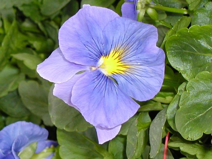 Pansy Delta Pro Clear True Blue - View 7 from www redcrocus com
