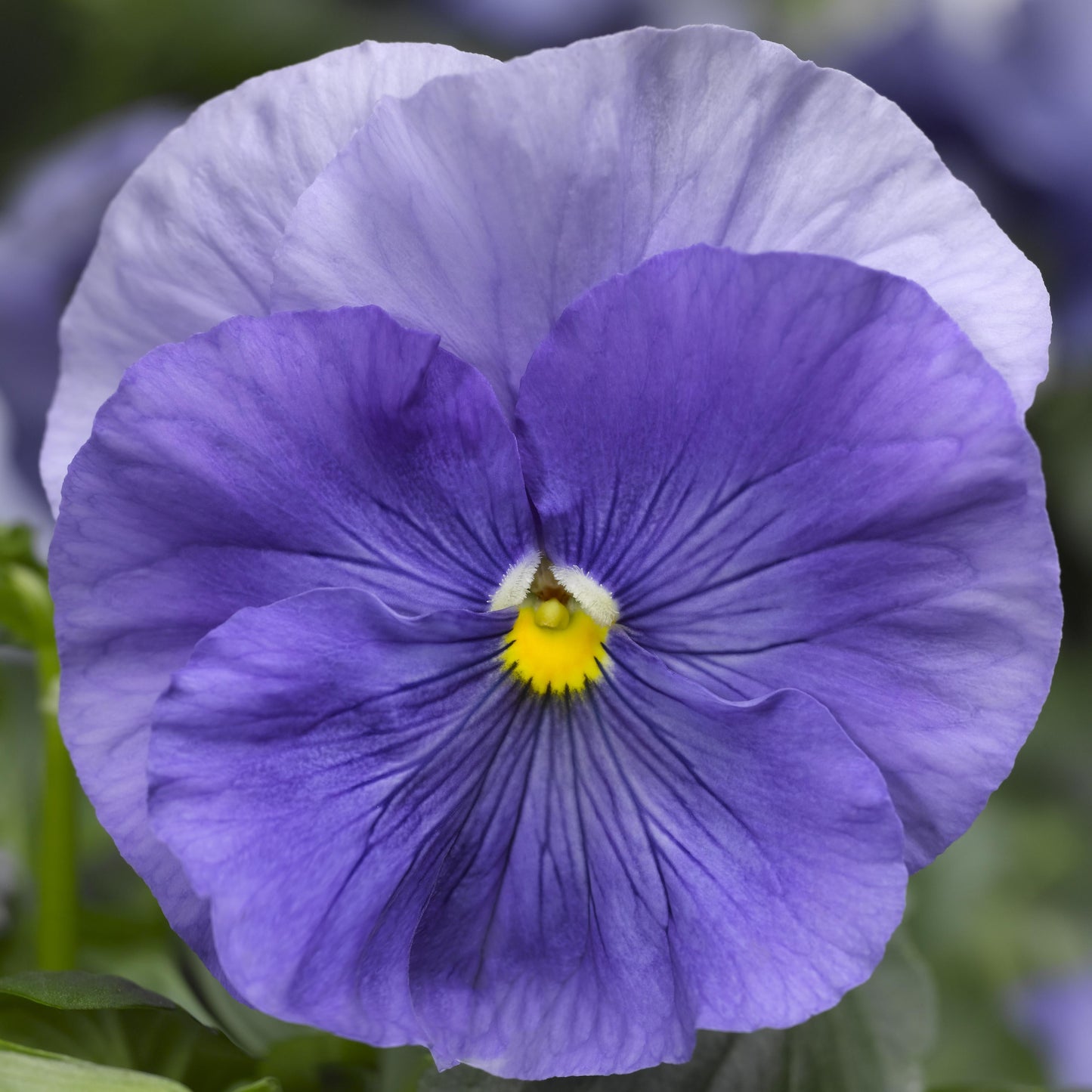 Pansy Delta Pro Clear True Blue - View 8 from www redcrocus com