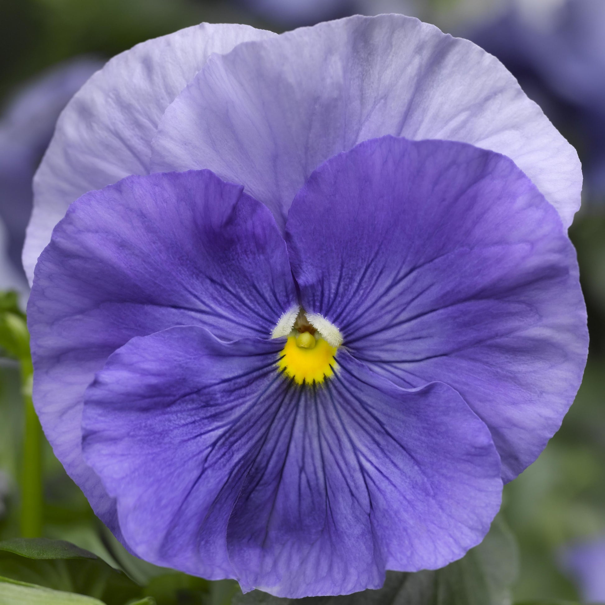Pansy Delta Pro Clear True Blue - View 8 from www redcrocus com