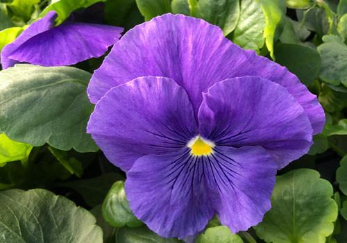 Pansy Delta Pro Clear True Blue - View 9 from www redcrocus com