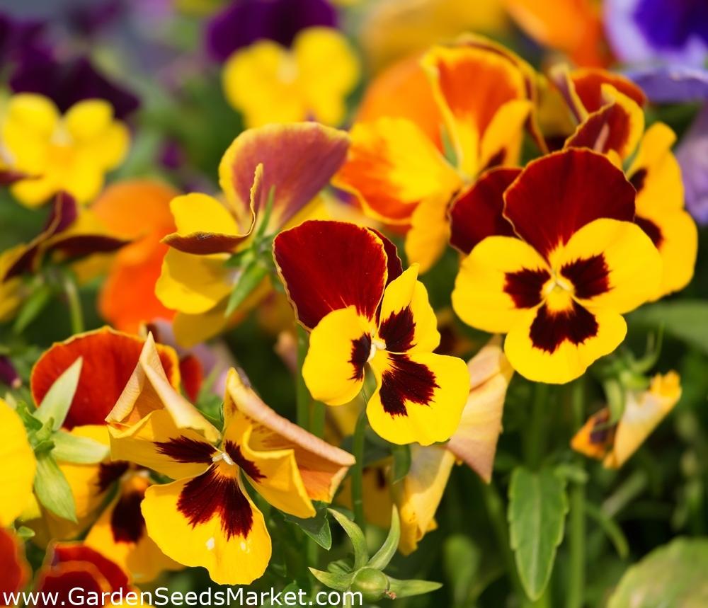 Pansy Matrix Yellow - View 8 from www redcrocus com