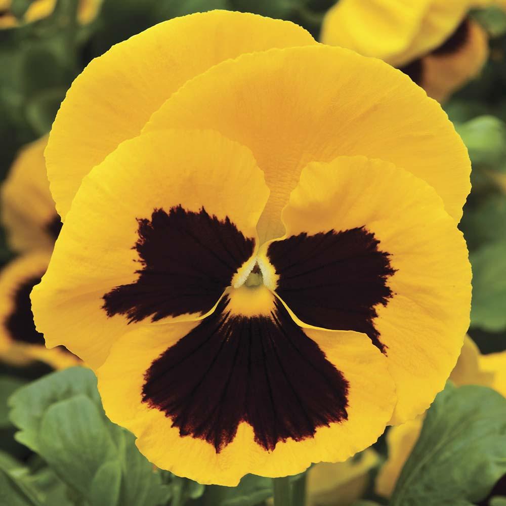 Pansy Colossus Fire - View 10 from www redcrocus com