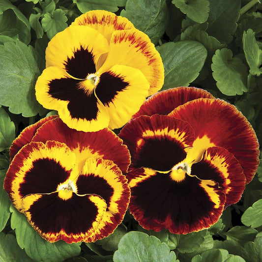 Pansy Colossus Fire - View 1 from www redcrocus com
