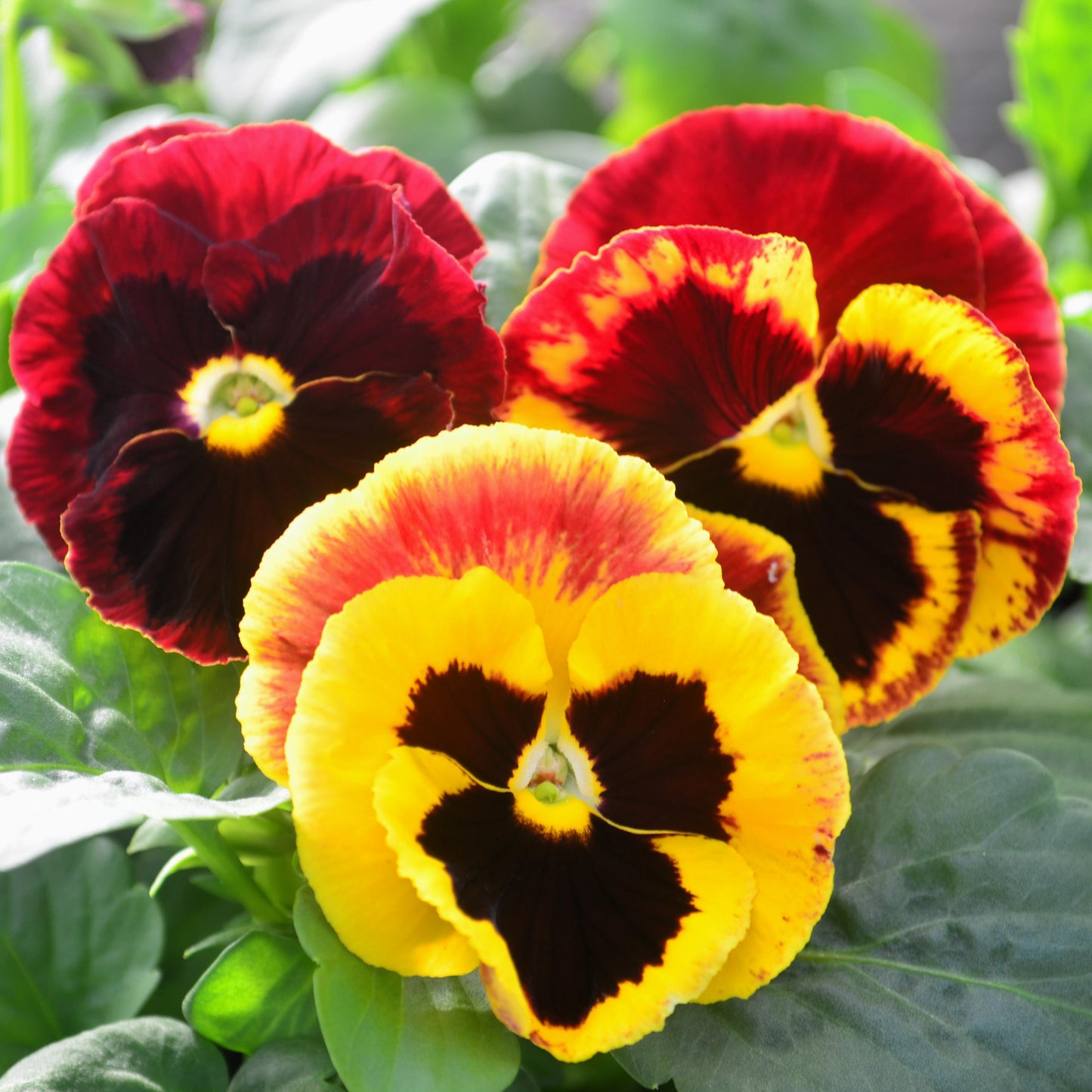 Pansy Colossus Fire - View 3 from www redcrocus com