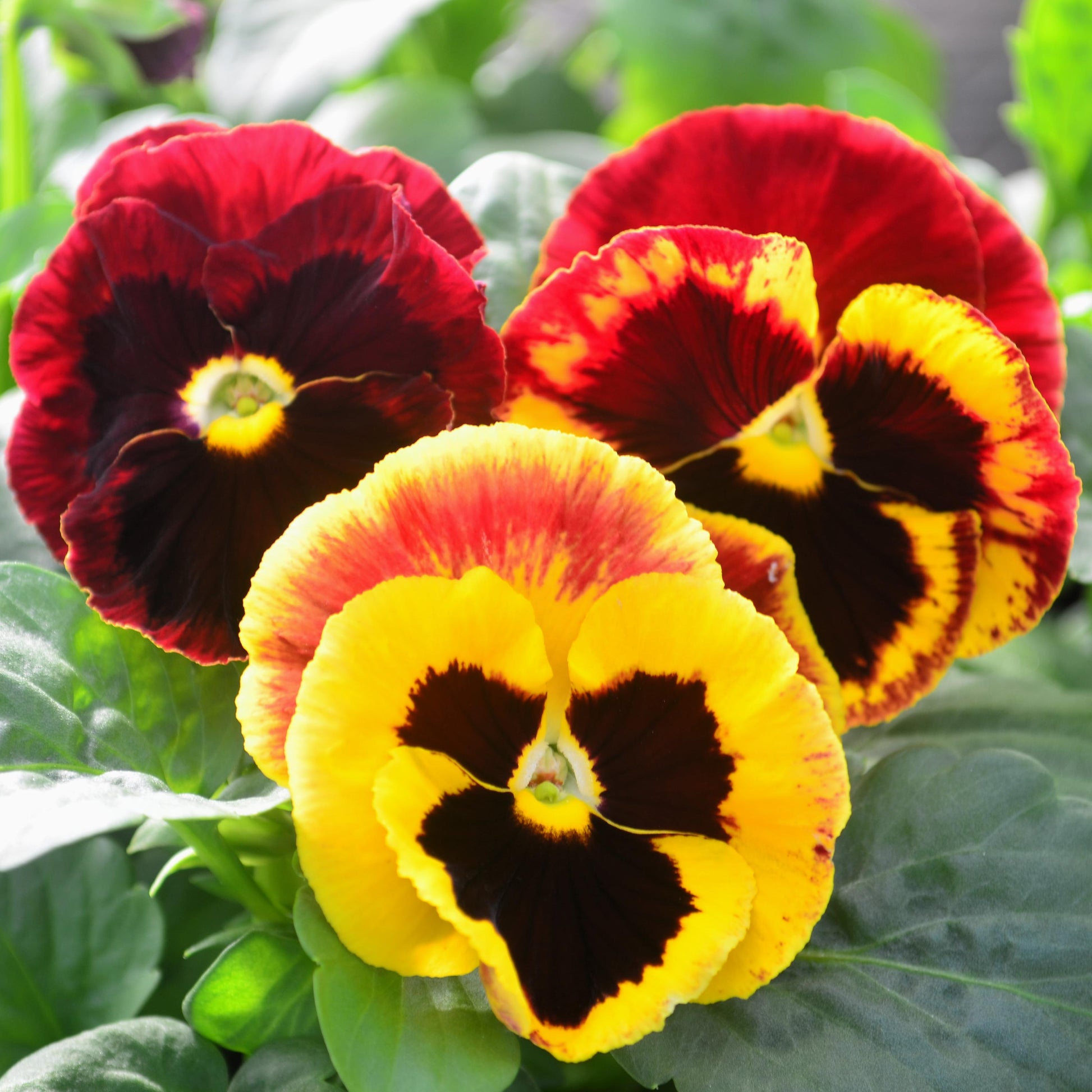 Pansy Colossus Fire - View 3 from www redcrocus com