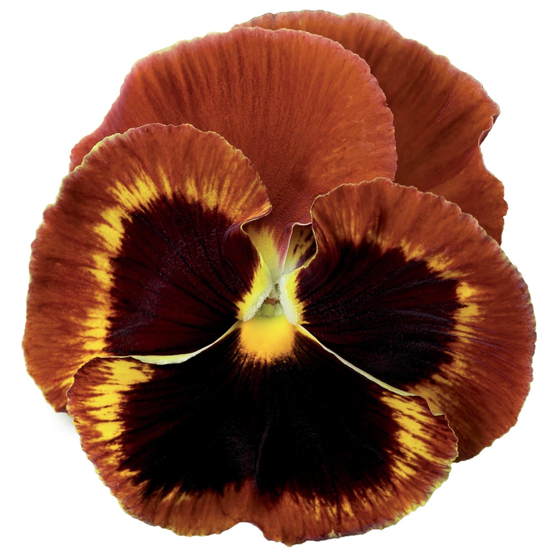 Pansy Colossus Fire - View 4 from www redcrocus com