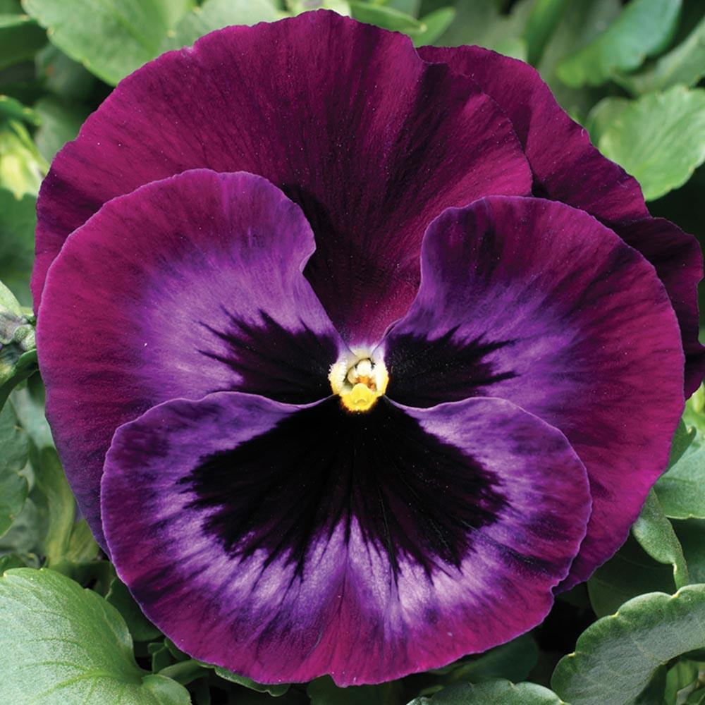 Pansy Colossus Fire - View 6 from www redcrocus com