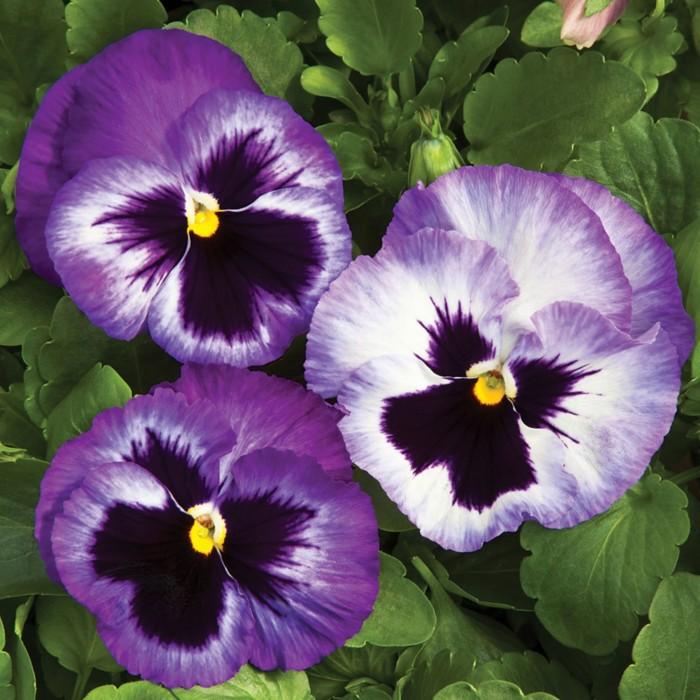 Pansy Colossus Fire - View 7 from www redcrocus com