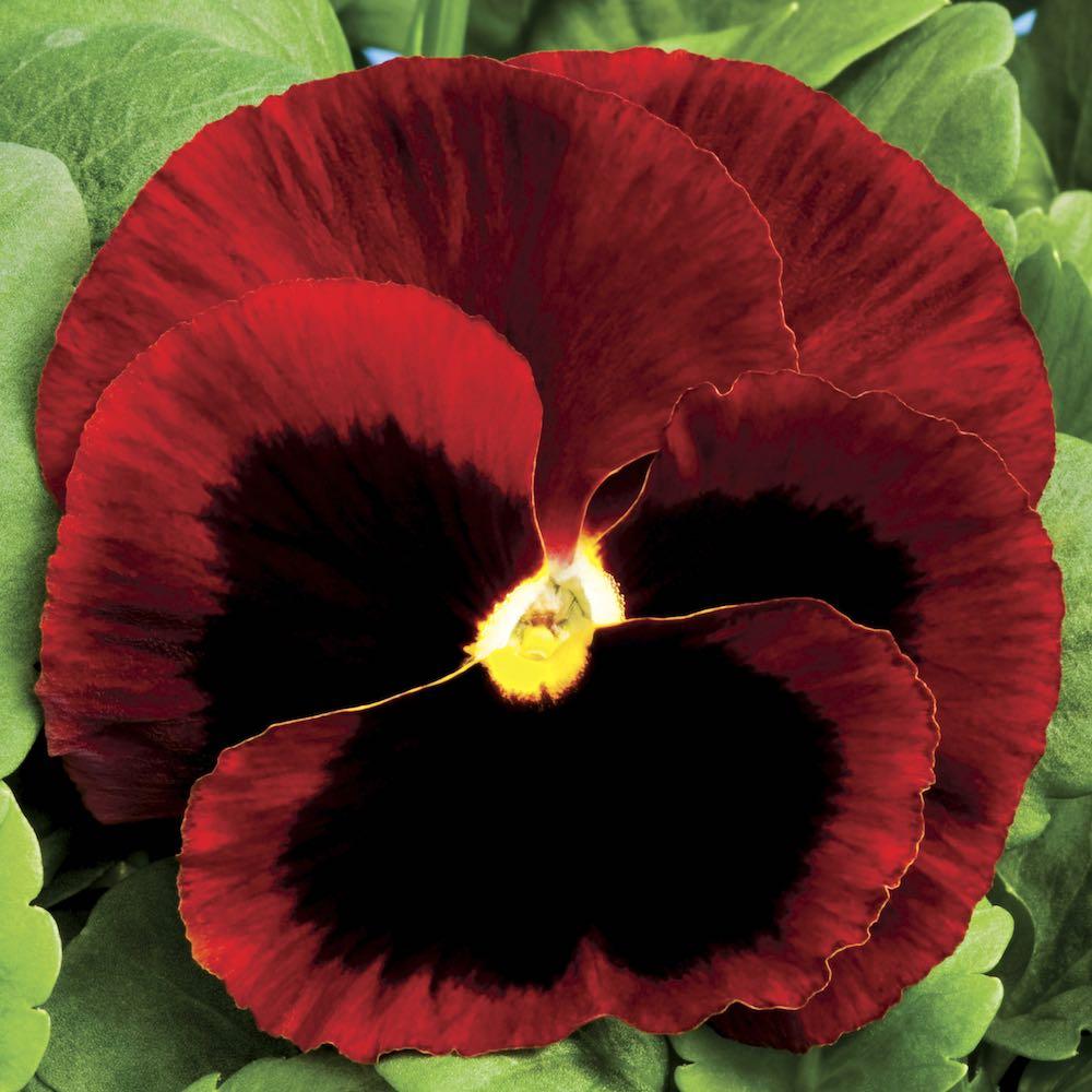 Pansy Colossus Fire - View 8 from www redcrocus com