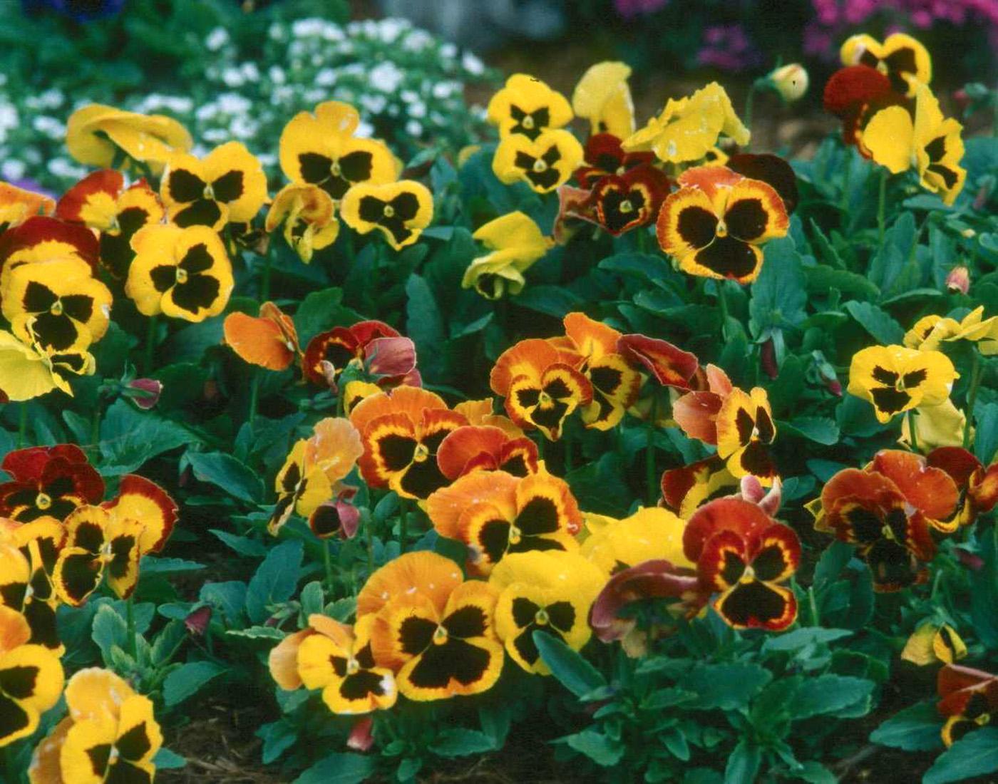 Pansy Delta Pro Fire - View 11 from www redcrocus com