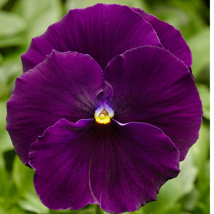 Pansy Delta Pro Fire - View 12 from www redcrocus com