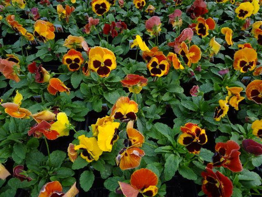 Pansy Delta Pro Fire - View 1 from www redcrocus com