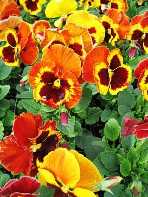 Pansy Delta Pro Fire - View 2 from www redcrocus com