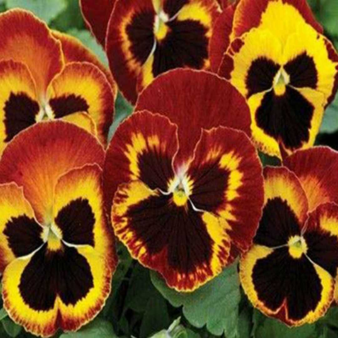 Pansy Delta Pro Fire - View 4 from www redcrocus com