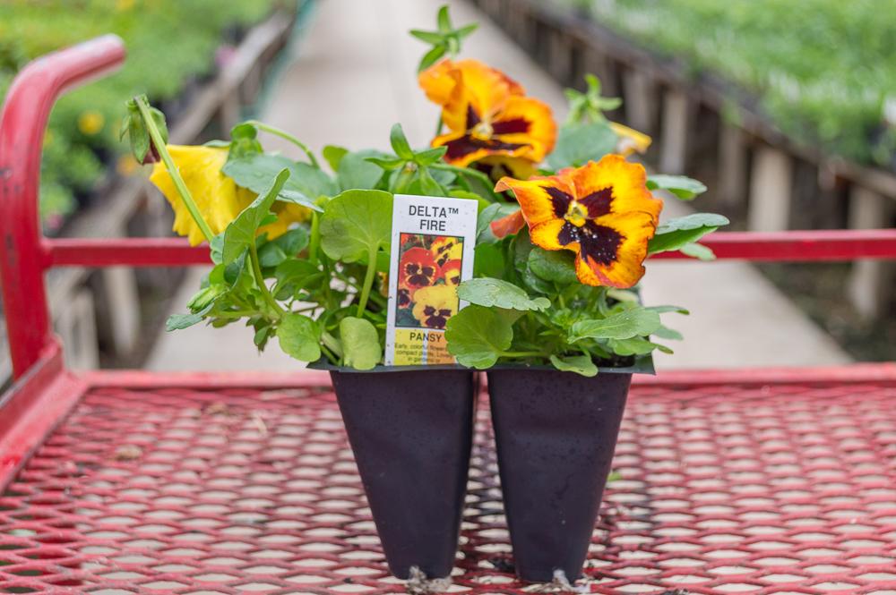 Pansy Delta Pro Fire - View 6 from www redcrocus com