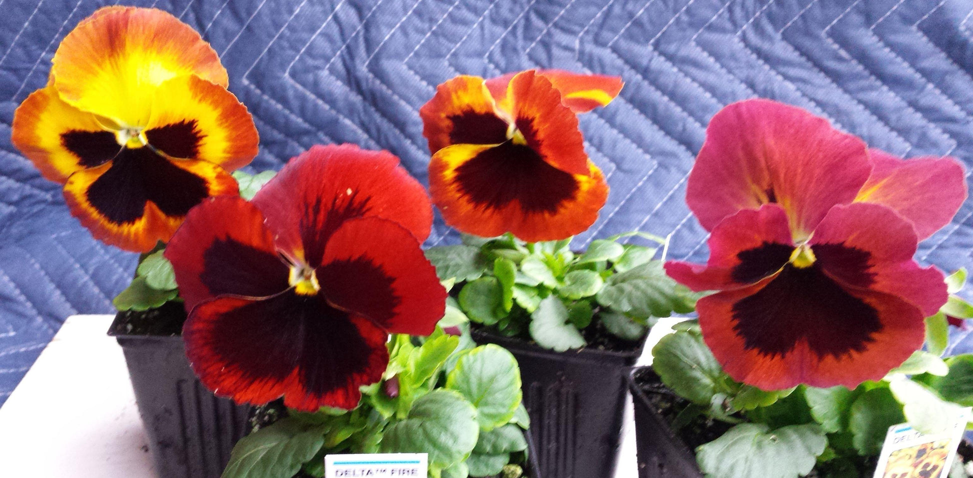 Pansy Delta Pro Fire - View 8 from www redcrocus com