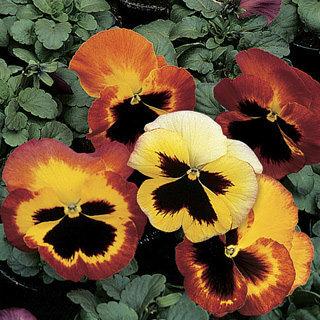 Pansy Delta Pro Fire - View 9 from www redcrocus com