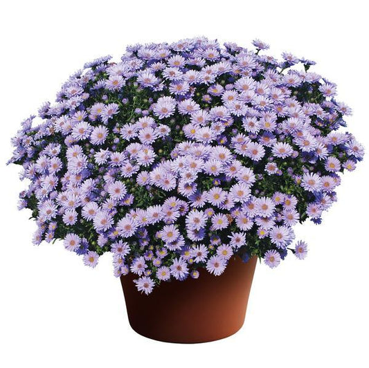 Aster Novi Belgii 'dragon' - View 1 from www redcrocus com