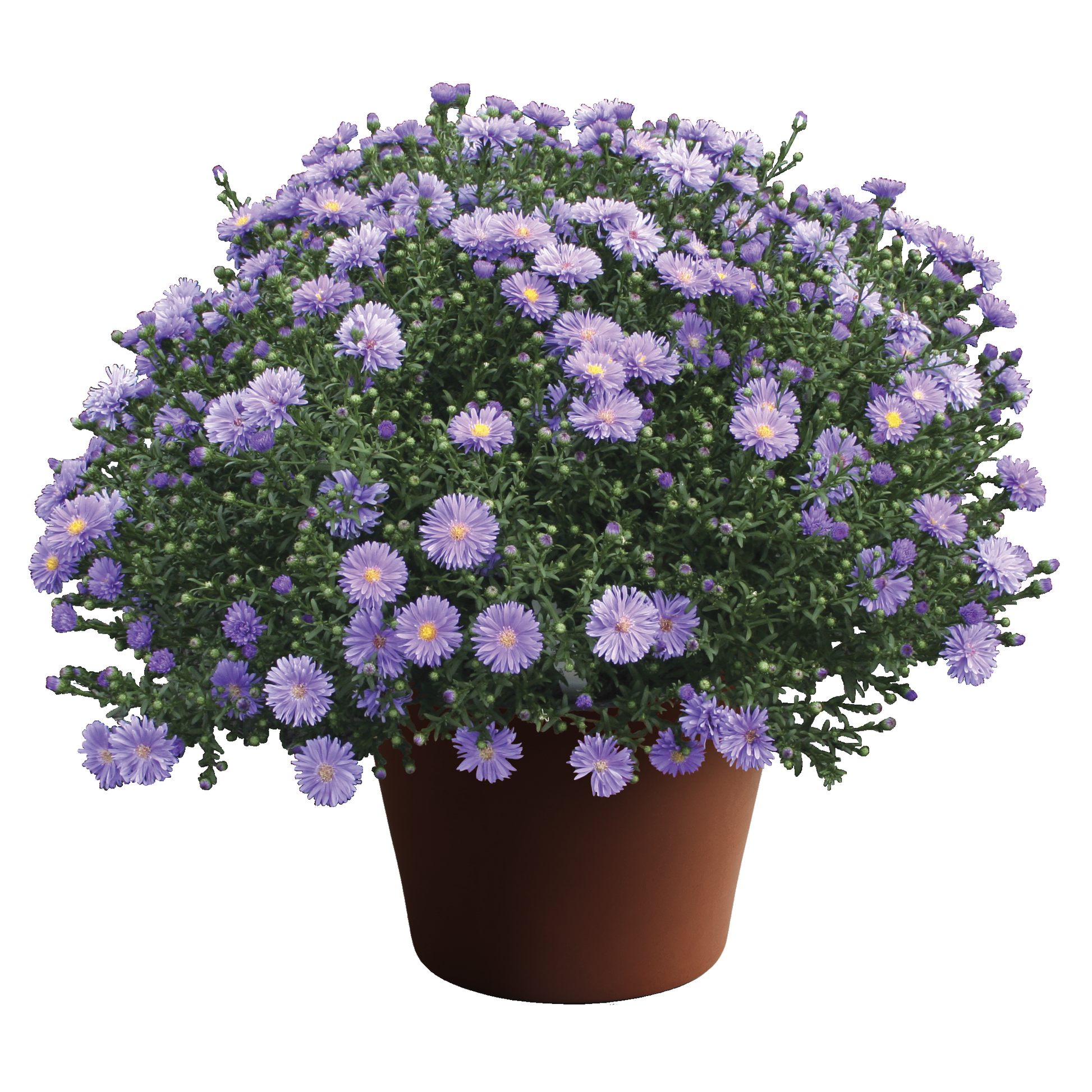 Aster Novi Belgii 'dragon' - View 5 from www redcrocus com