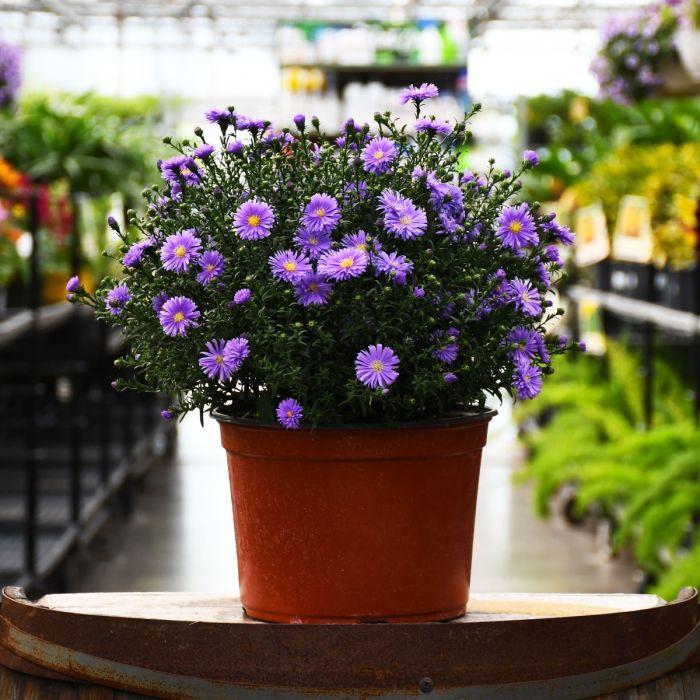 Aster Novi Belgii 'dragon' - View 7 from www redcrocus com