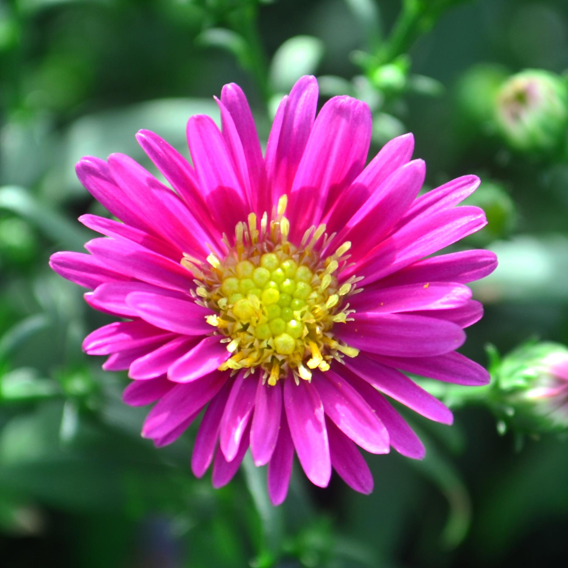 Aster Novi Belgii 'hazy' - View 15 from www redcrocus com