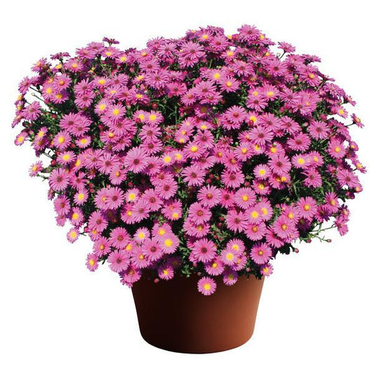 Aster Novi Belgii 'hazy' - View 1 from www redcrocus com