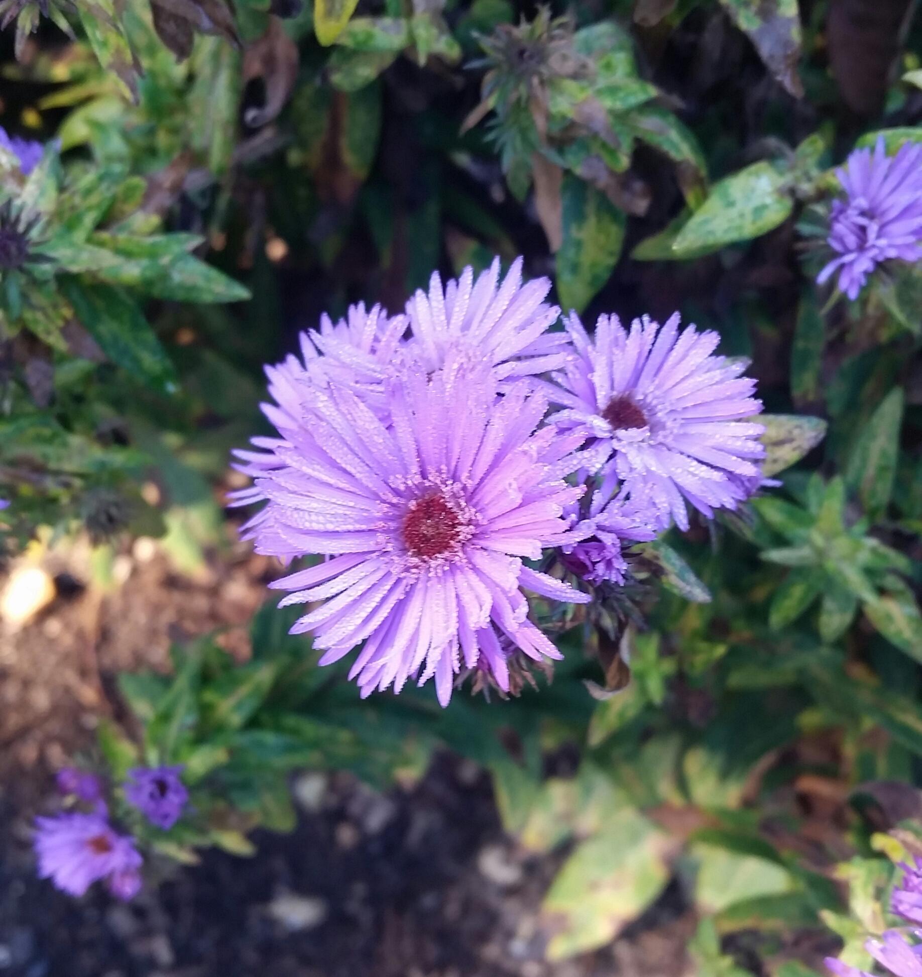 Aster Novi Belgii 'magic Purple' - View 26 from www redcrocus com