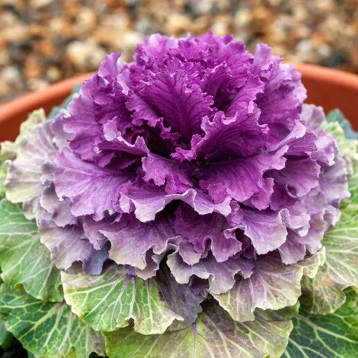 Cabbage 'pigeon Purple' - View 10 from www redcrocus com
