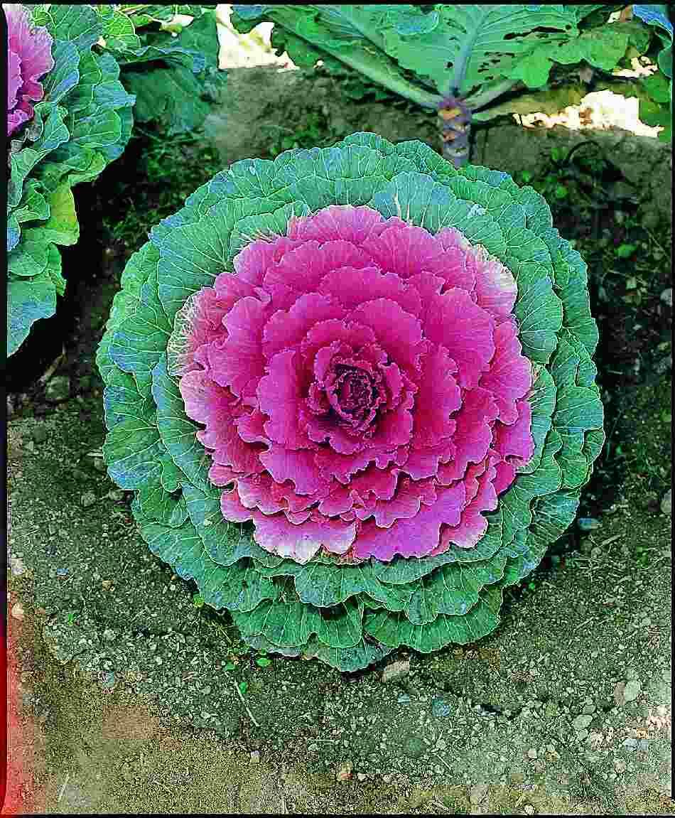 Cabbage 'pigeon Purple' - View 11 from www redcrocus com