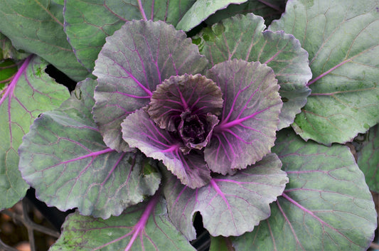 Cabbage 'pigeon Purple' - View 1 from www redcrocus com