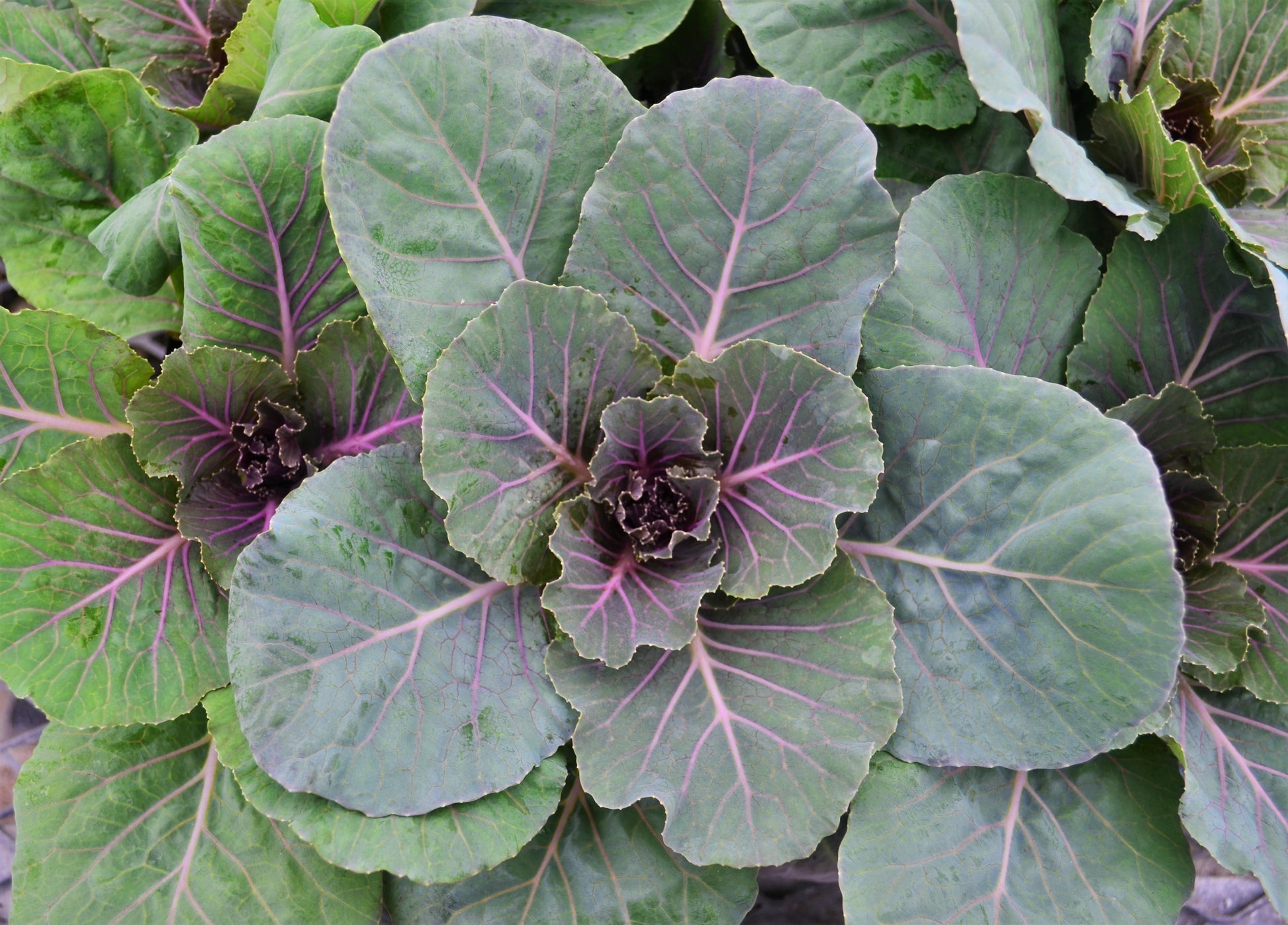 Cabbage 'pigeon Red' - View 12 from www redcrocus com