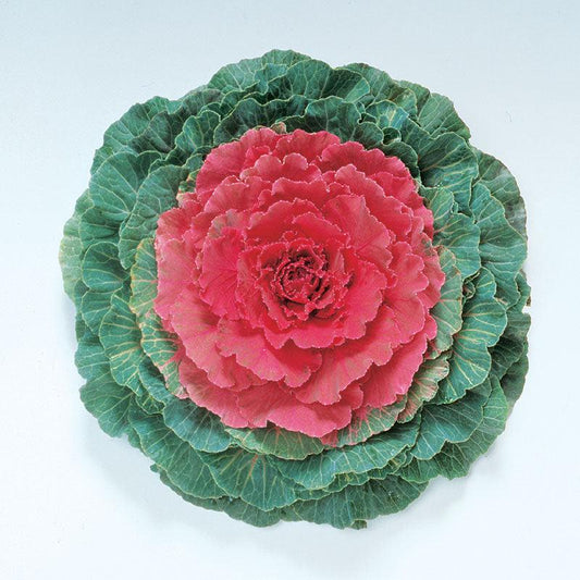 Cabbage 'pigeon Red' - View 1 from www redcrocus com