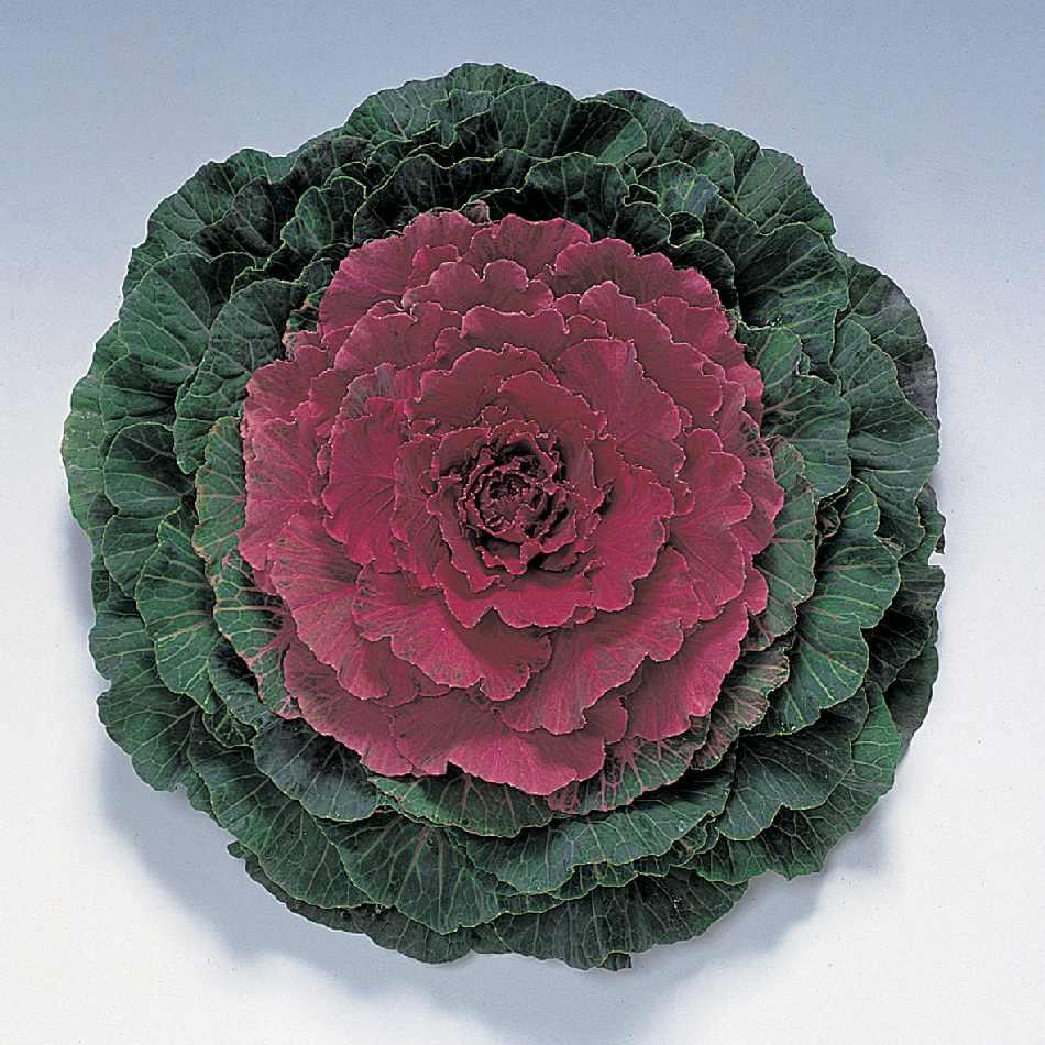 Cabbage 'pigeon Red' - View 24 from www redcrocus com