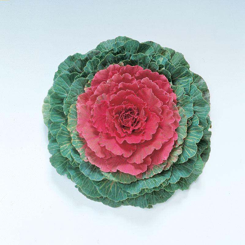 Cabbage 'pigeon Red' - View 25 from www redcrocus com