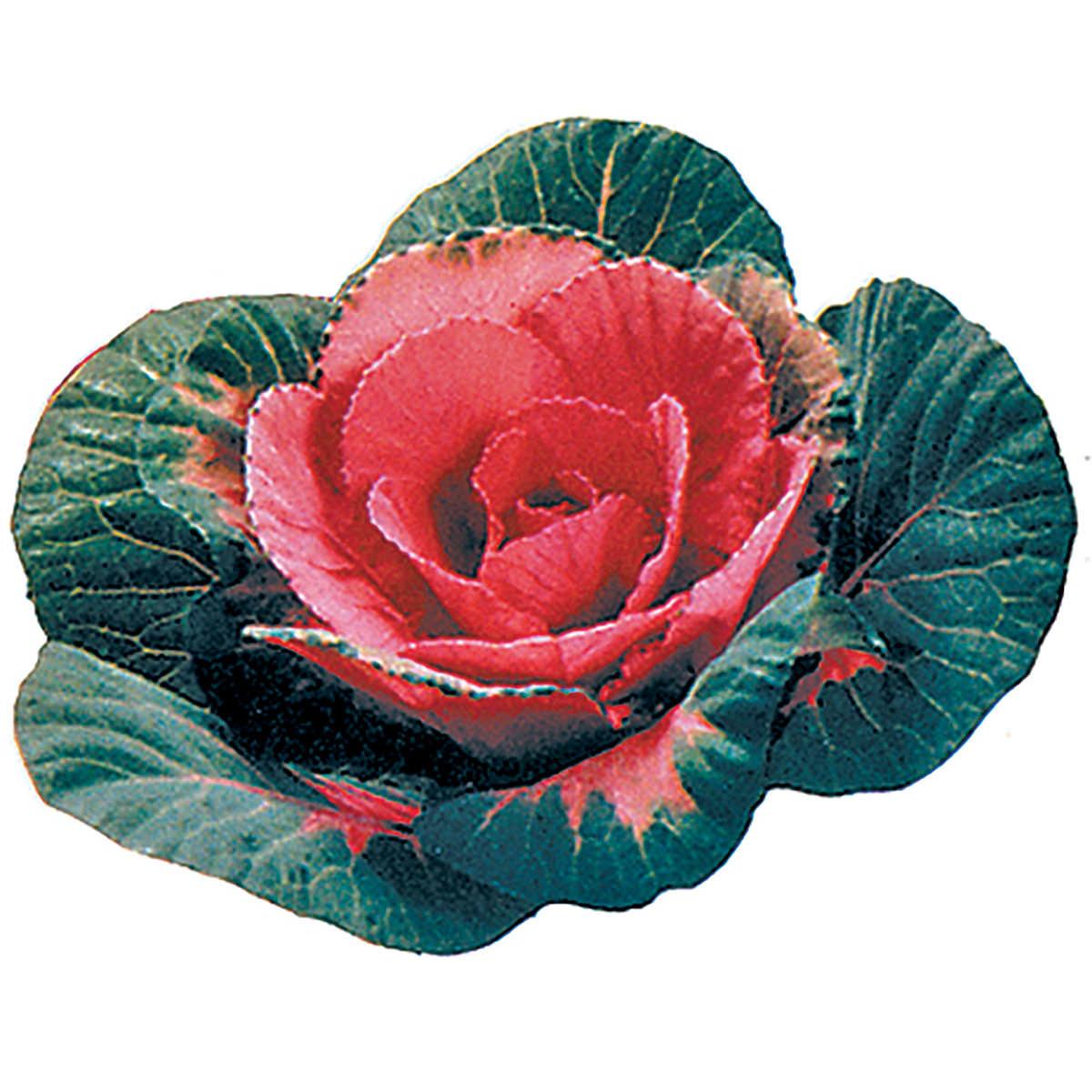Cabbage 'pigeon Red' - View 26 from www redcrocus com