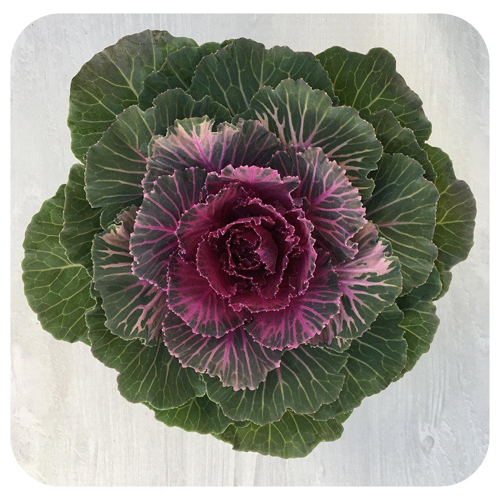 Cabbage 'pigeon Red' - View 27 from www redcrocus com