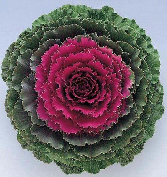Cabbage 'pigeon Red' - View 29 from www redcrocus com