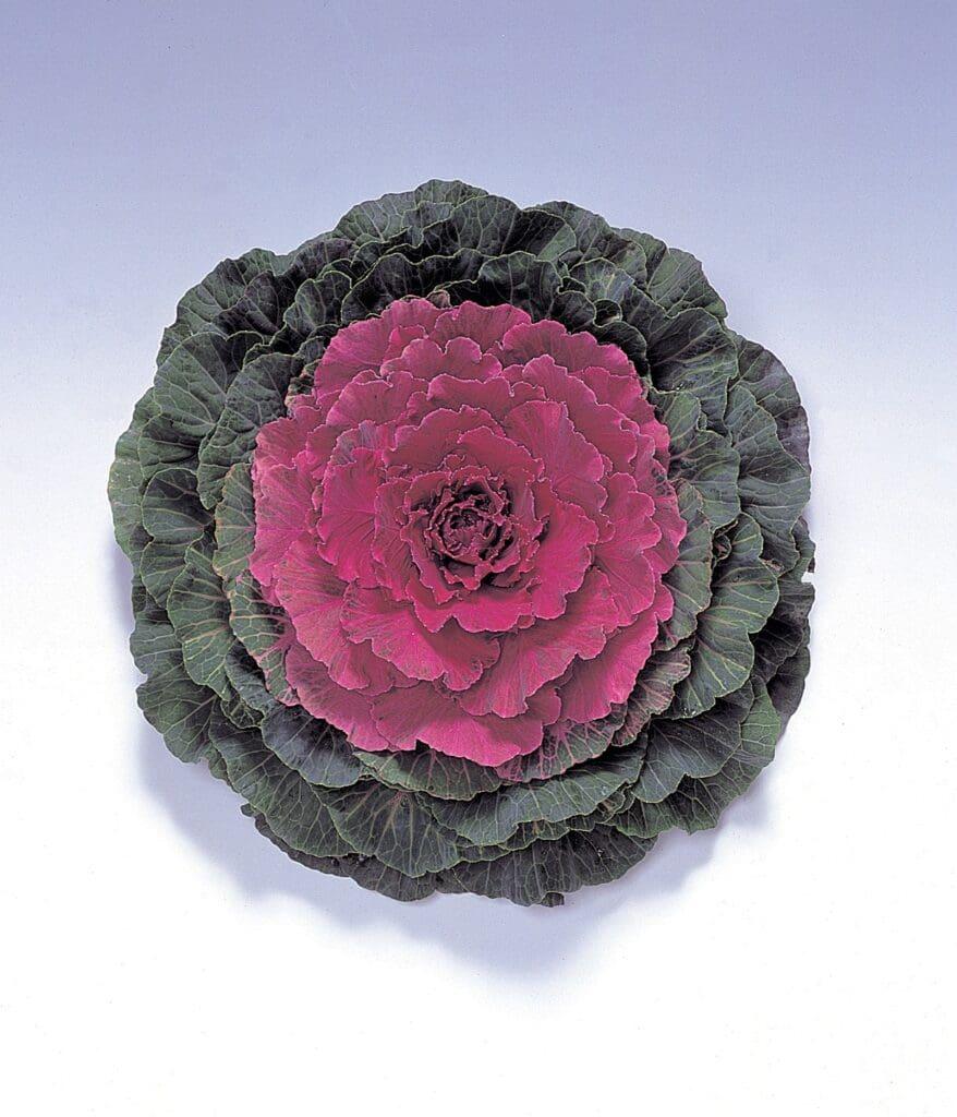 Cabbage 'pigeon Red' - View 30 from www redcrocus com