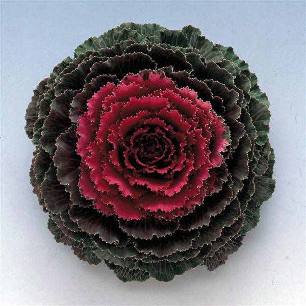 Cabbage 'pigeon Red' - View 34 from www redcrocus com
