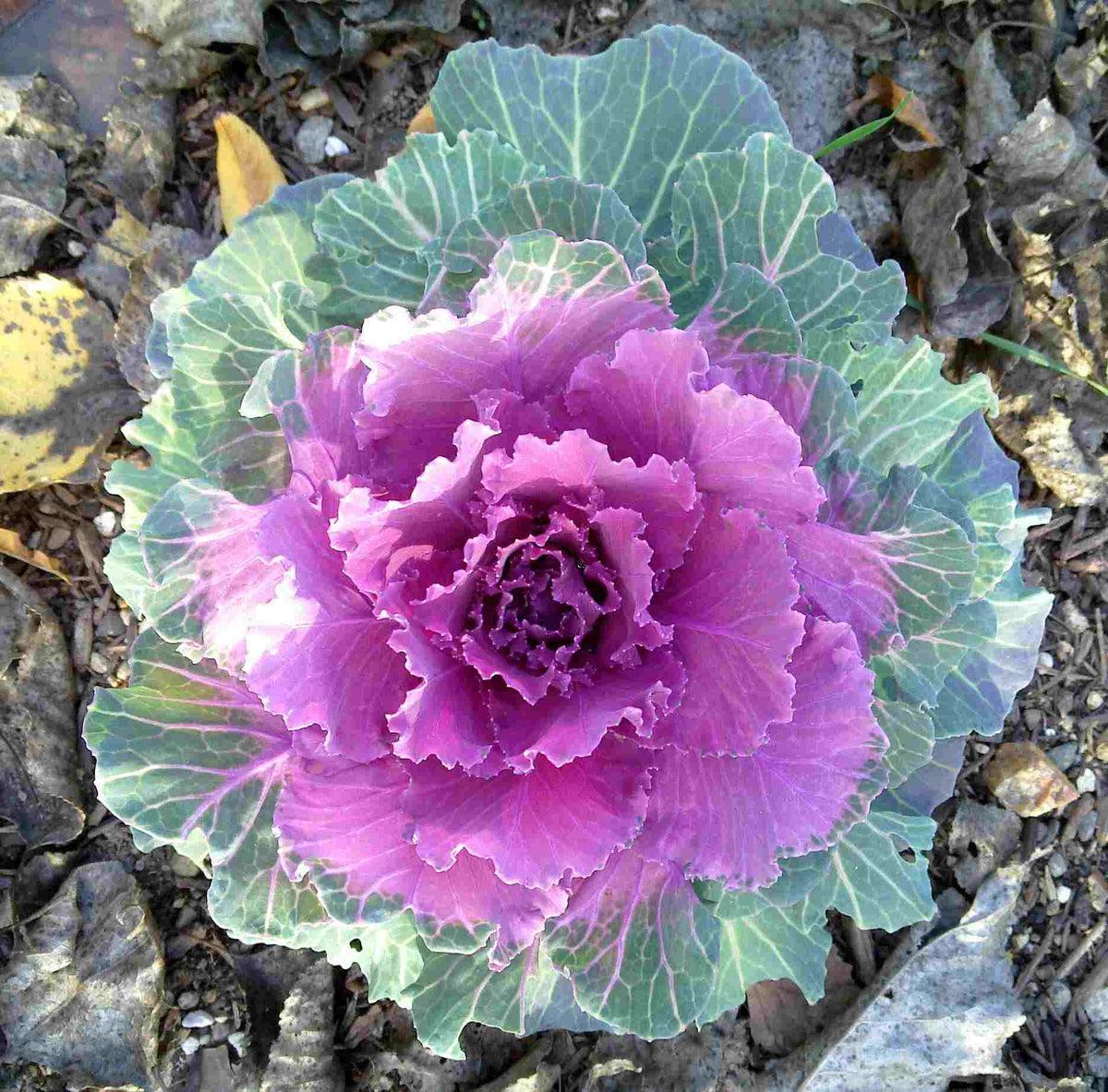 Cabbage 'pigeon Red' - View 35 from www redcrocus com
