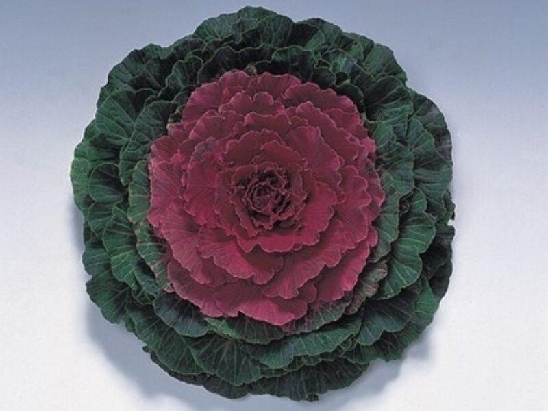 Cabbage 'pigeon Red' - View 38 from www redcrocus com