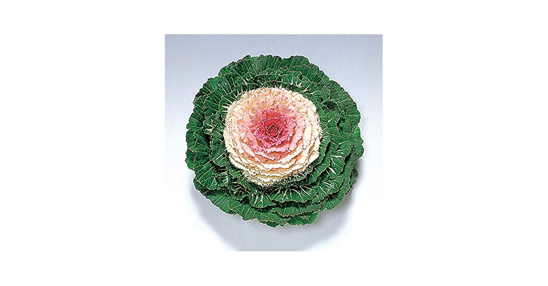 Cabbage 'pigeon Victoria' - View 10 from www redcrocus com