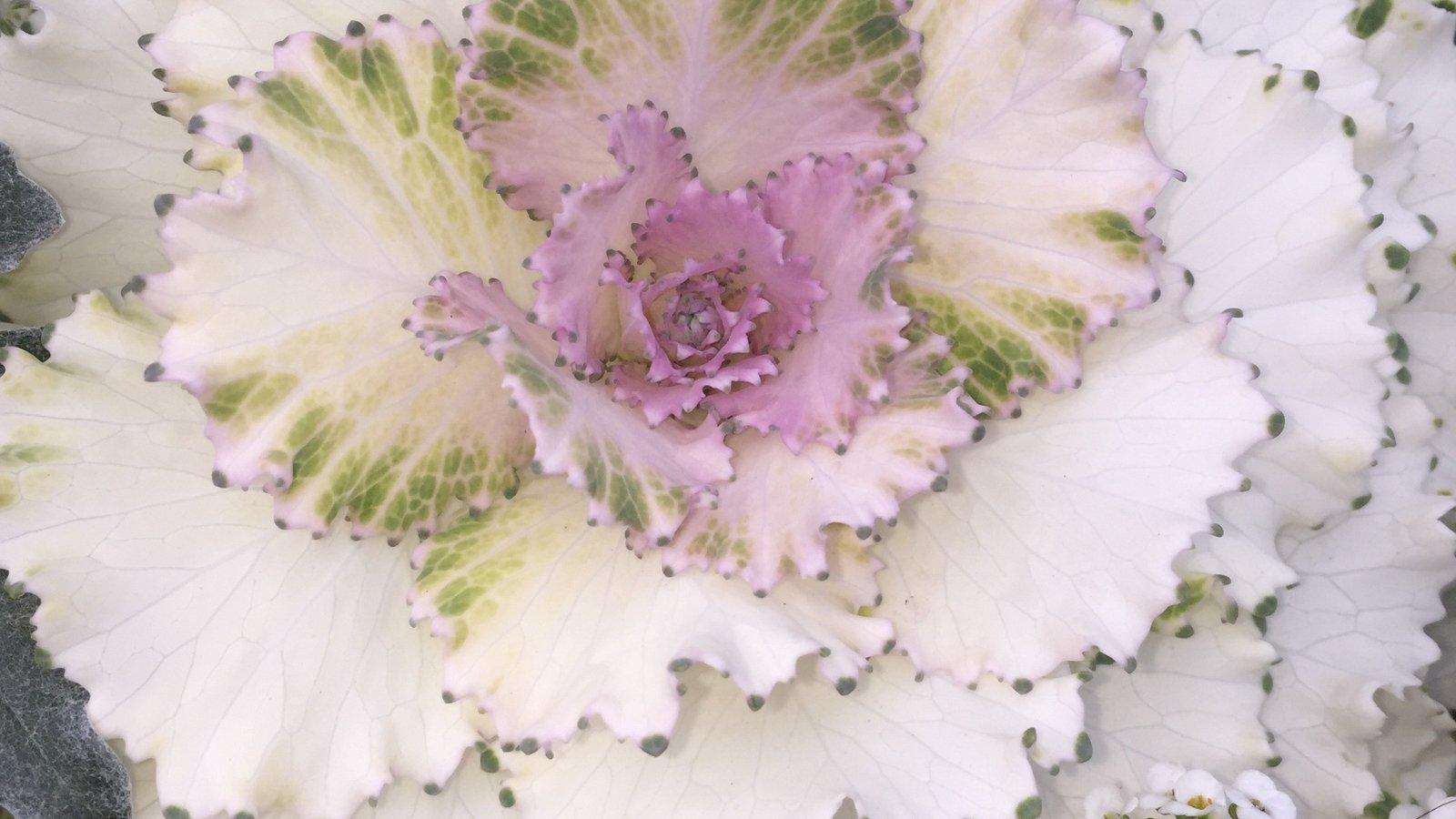 Cabbage 'pigeon Victoria' - View 16 from www redcrocus com