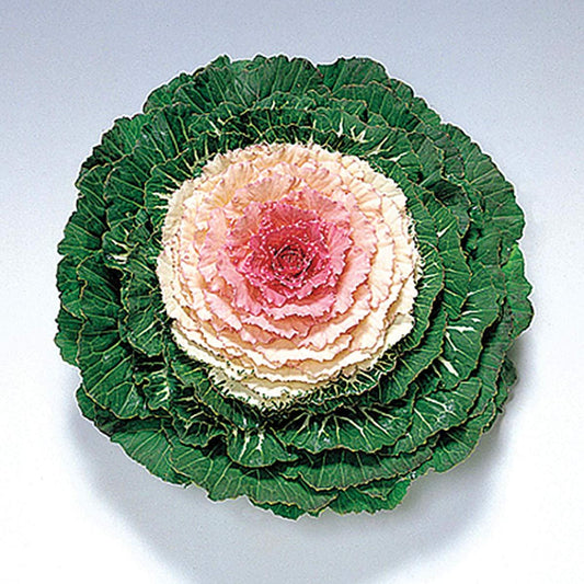 Cabbage 'pigeon Victoria' - View 1 from www redcrocus com