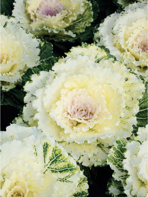 Cabbage 'pigeon White' - View 11 from www redcrocus com