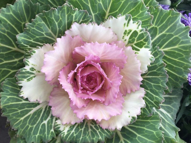 Cabbage 'pigeon White' - View 28 from www redcrocus com